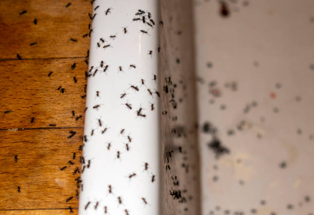 Spider Control Near Me in Lake Caroline, VA